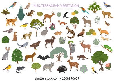 Bioma vegetal mediterráneo, infografía de la región natural. Mapa mundial de ecosistemas terrestres. Conjunto de diseño de animales, aves y vegetación. Ilustración del vector