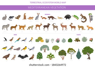 Mediterranean vegetation biome, natural region infographic. Terrestrial ecosystem world map. Animals, birds and vegetations design set. Vector illustration