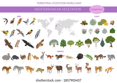 Mediterranean vegetation biome, natural region infographic. Terrestrial ecosystem world map. Animals, birds and vegetations isometric design set. Vector illustration svg