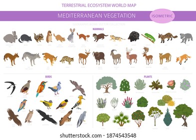 Mediterranean vegetation biome, natural region infographic. Terrestrial ecosystem world map. Animals, birds and vegetations isometric design set. Vector illustration