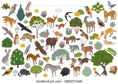 Mediterranean vegetation biome, natural region infographic. Terrestrial ecosystem world map. Animals, birds and vegetations isometric design set. Vector illustration