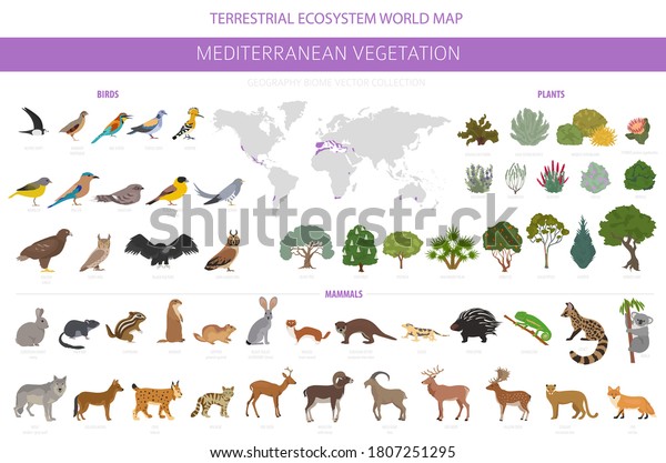 Mediterranean Vegetation Biome Natural Region Infographic Stock Vector 