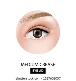 Medium crease of eyelid vector illustration
