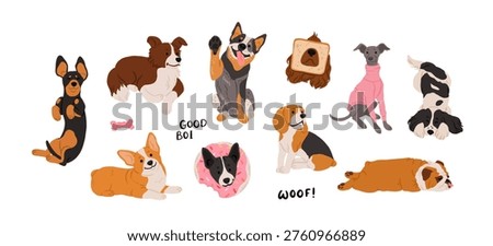 Medium dog breeds set. Dachshund, border collie, corgi, basenji, blue heeler, beagle, cocker spaniel, whippet, English bulldog, springer spaniel. Hand drawn vector illustration