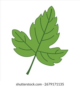 Una Mediana hoja verde con bordes lobulados y venas claramente definidas, aislada sobre un fondo blanco. Formato escalable adecuado para medios impresos y digitales.