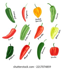 medium heat peppers illustration set. hand drawn chili illustrations