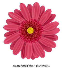 Medium pink gerbera flower on white vector illustration