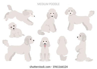 Medium poodle in different poses, clipart. Vector illustration set