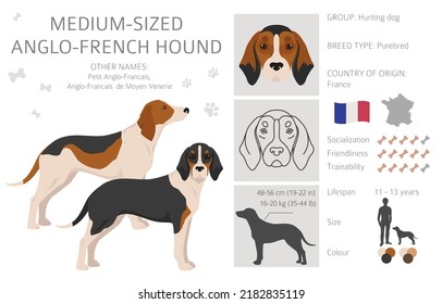 Medium sized Anglo-French hound clipart. Different poses, coat colors set. Vector illustration