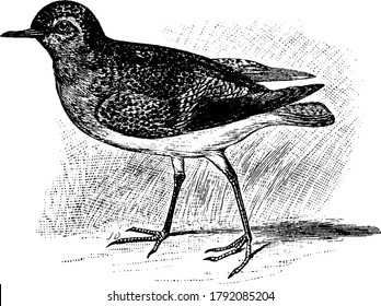A medium sized bird that are small and with long legs, breeds in high altitudes and migrates great distances, vintage line drawing or engraving illustration.