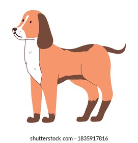 Medium sized dog of unknown breed. Fluffy coat, long ears, thin tail. Spaniel, Labrador, Shepherd. Walk the animal, take care of pet. Collar, belt or harness for training. Side view vector