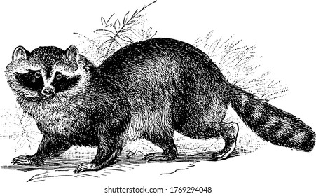 A medium sized omnivorous mammal native of north America , vintage line drawing or engraving illustration.