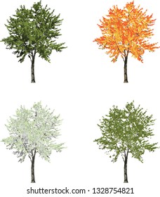 Medium sized tree in four seasons summer fall winter spring isolated