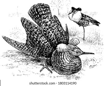 A medium sized wader bird which mostly breeds in marshes and meadows, is a long necked, large collar of ornamental feathers, pot belly and head tuffs brightly coloured, vintage line drawing
