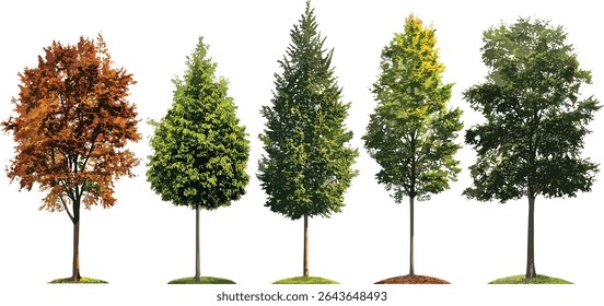 Medium street trees collection, summer and autumn season, isolated frontal tree cutout, natural foliage elements, landscaping graphics, vector illustration.