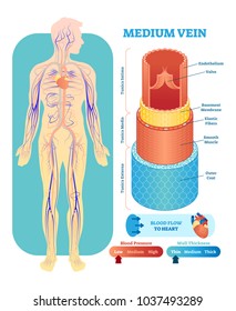 Sección transversal de ilustración vectorial anatómica de vena media con tunica externa, medios e interna. Esquema del diagrama de los vasos sanguíneos del sistema circulatorio. Información educativa médica. 