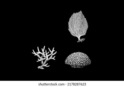 Medusa. Corals. Shells. Mollusks. Isolated black background. Vector illustration of the ocean fauna.