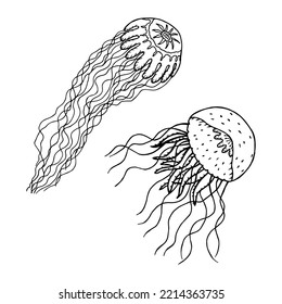 Medusa Cyaneus and Pelagia. Vector stock illustration eps10. Isolate on white background, outline.