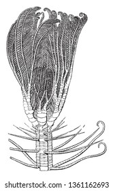 Medusa head pentacrinus may be considered as one of the greatest wonders of nature, vintage line drawing or engraving illustration.