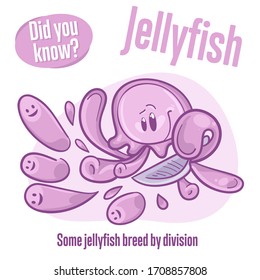 Medusa. Interesting facts about jellyfish. Did you know? 