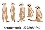 Meerkat 4 cute on a white background, vector illustration