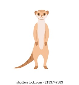 Meerkat from African savanna. Cute smiling suricate. Wild exotic small Suricata suricatta. Tropical habitant standing on hind legs. Flat vector illustration isolated on white background