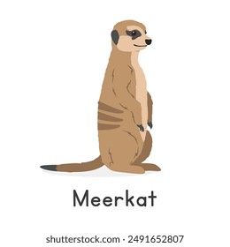 Meerkat in alert posture vector illustration, cartoon clipart character, animal in flat style. Wild animals, wild creatures, wildlife concept. Meerkat vector design isolated on white