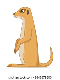 Meerkat animal sitting on a white background. Cartoon style vector illustration