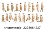 Meerkat Collection 1 cute on a white background, vector illustration