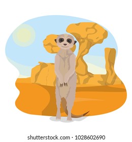 Meerkat in the desert