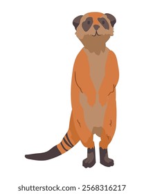 meerkat desert animal icon isolated