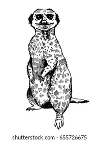 Meerkat engraving vector illustration  Scratch board style imitation  Hand drawn image 