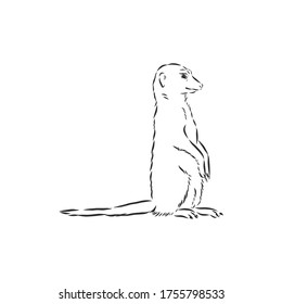 meerkat icon. animal sign, meerkat animal, vector sketch illustration