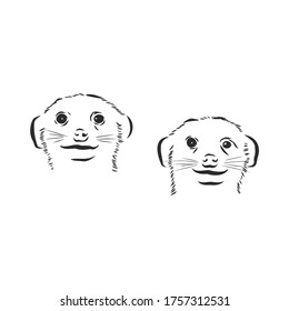 meerkat icon. animal sign, meerkat animal, vector sketch illustration