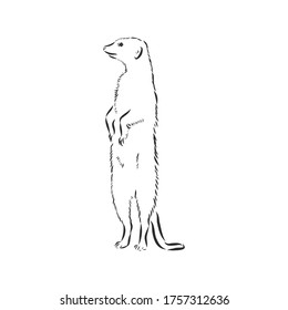 meerkat icon. animal sign, meerkat animal, vector sketch illustration