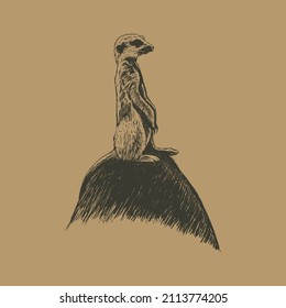 Meerkat illustration. Meerkat on stone hand drawing