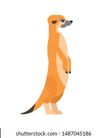 Meerkat isolated cartoon. Small mongoose. vector illustration