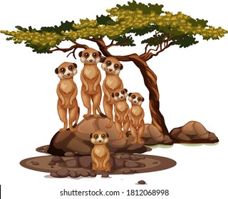 Meerkat isolated on white background illustration