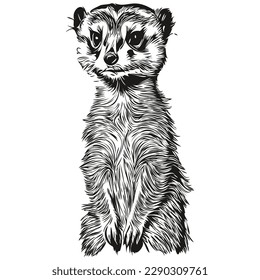 Meerkat logo  black   white illustration hand drawing Meerkats
