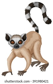 Meerkat with long tail illustration