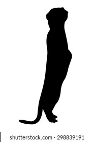 Meerkat Silhouette on White Background