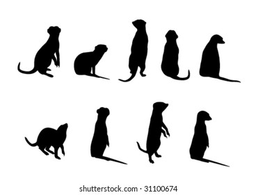 meerkat silhouettes (Suricata suricatta)