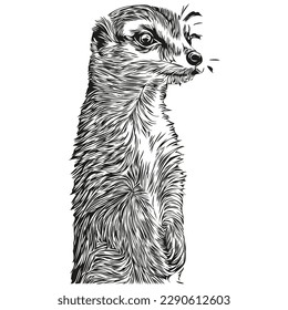 Meerkat sketch  hand drawing wildlife  vintage engraving style  vector illustration Meerkats
