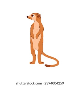 Meerkat standing and looking away. Desert small animal. Isolated hand drawn vector illustration.