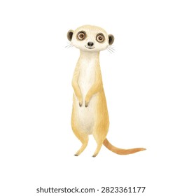 Meerkat standing on hind legs alert