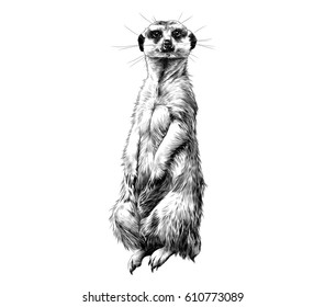 meerkat standing its hind legs   looking forward  sketch vector graphics black   white drawing