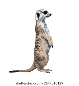 Meerkat em pé na vertical - vetor de visão lateral corpo inteiro sobre fundo branco, ilustração de vetor 2D