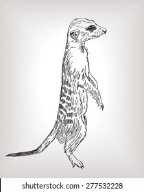 meerkat stands guard alarm attention drawn curves vector