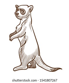 Meerkat or suricate isolated sketch, African desert animal drawing vector. Africa fauna and nature, furry mammal species standing straight, zoology and biology. Zoo and wildlife, savannah mongoose