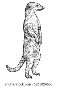Meerkat  suricate  suricata illustration  drawing  engraving  ink  line art  vector